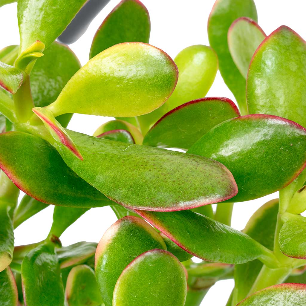 Crassula ovata Sunset - Jade Plant Close Up
