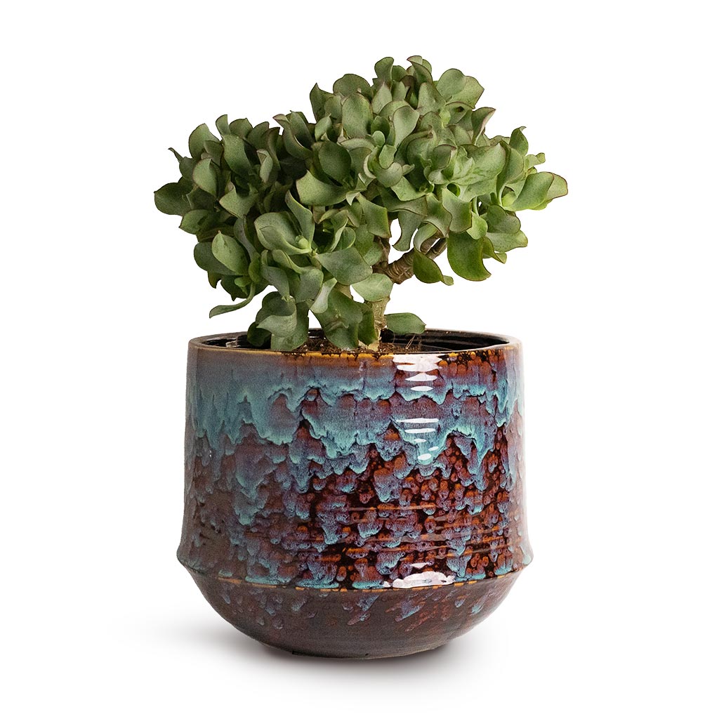 Crassula ovata Undulata Curly Jade Plant & Noud Plant Pot Marrakesh