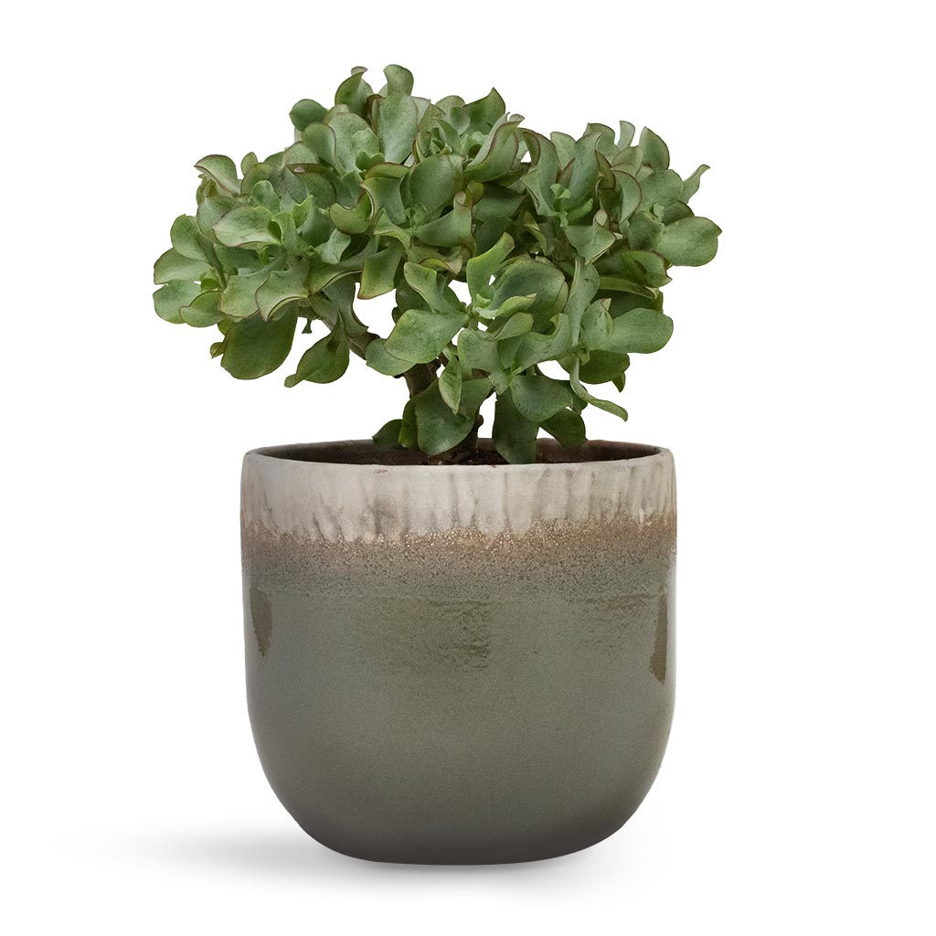 Tarra Plant Pot - Forest & Crassula ovata Undulata - Curly Jade Plant