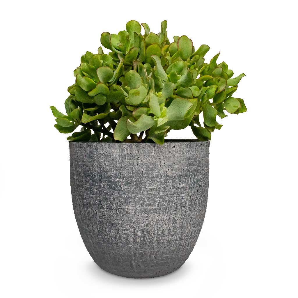 Crassula ovata Undulata Curly Jade Plant & Karlijn Plant Pot - Anthracite