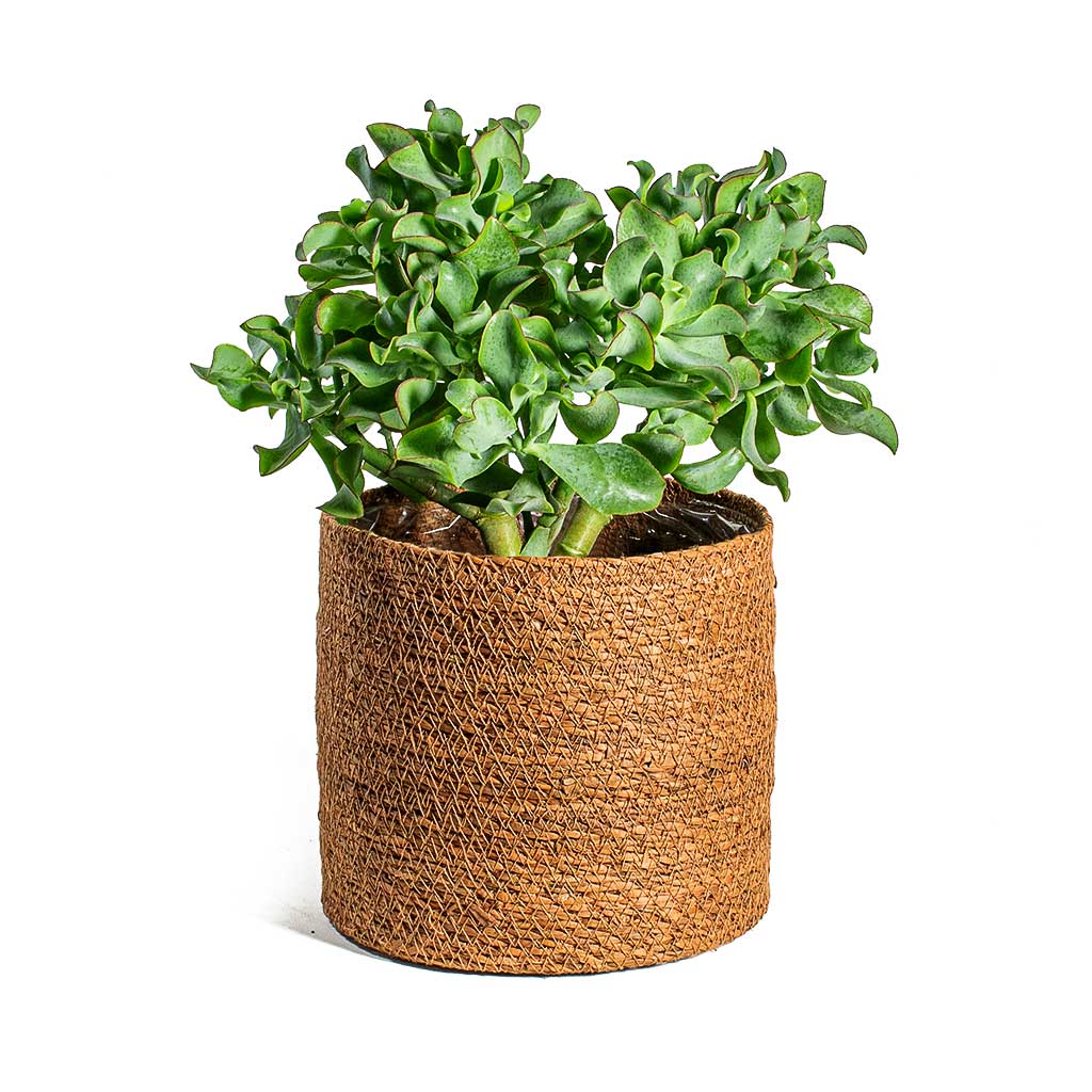 Crassula ovata Undulata & Curly Jade Plant & Stef Plant Baskets Set of 5 - Camel