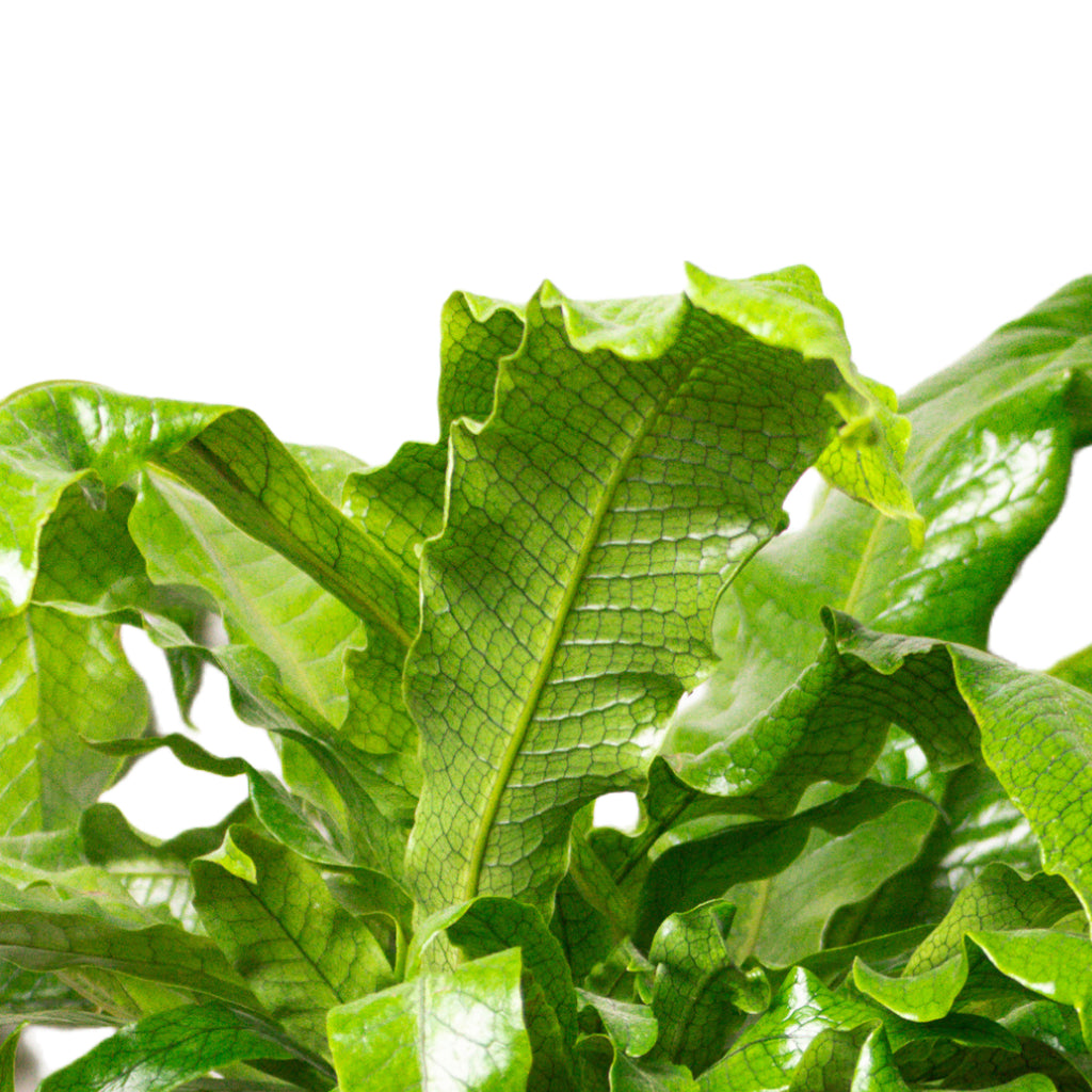 Microsorum musifolium Crocodyllus - Crocodile Fern & Lisbon Plant Pot - Anthracite