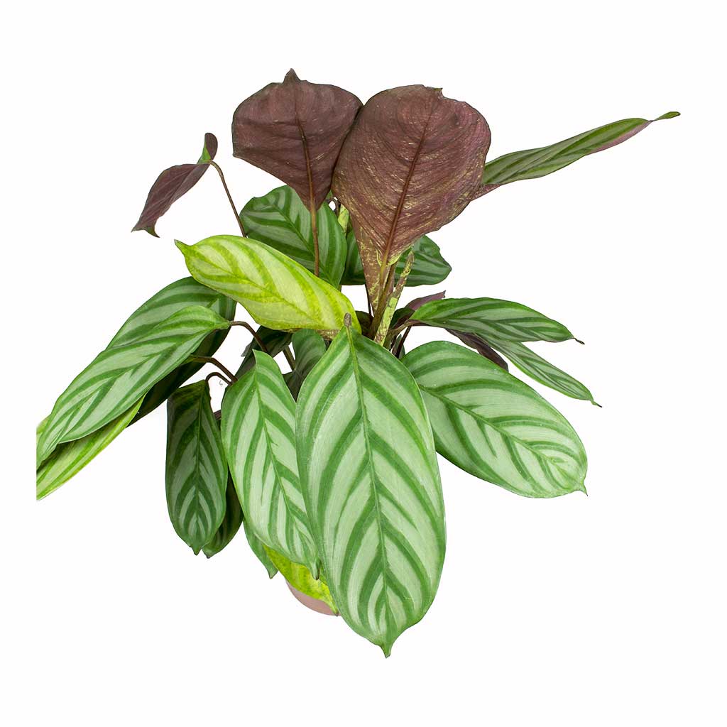 Ctenanthe Compact Star - Never Never Plant & Mischa Plant Pot - Forest Green