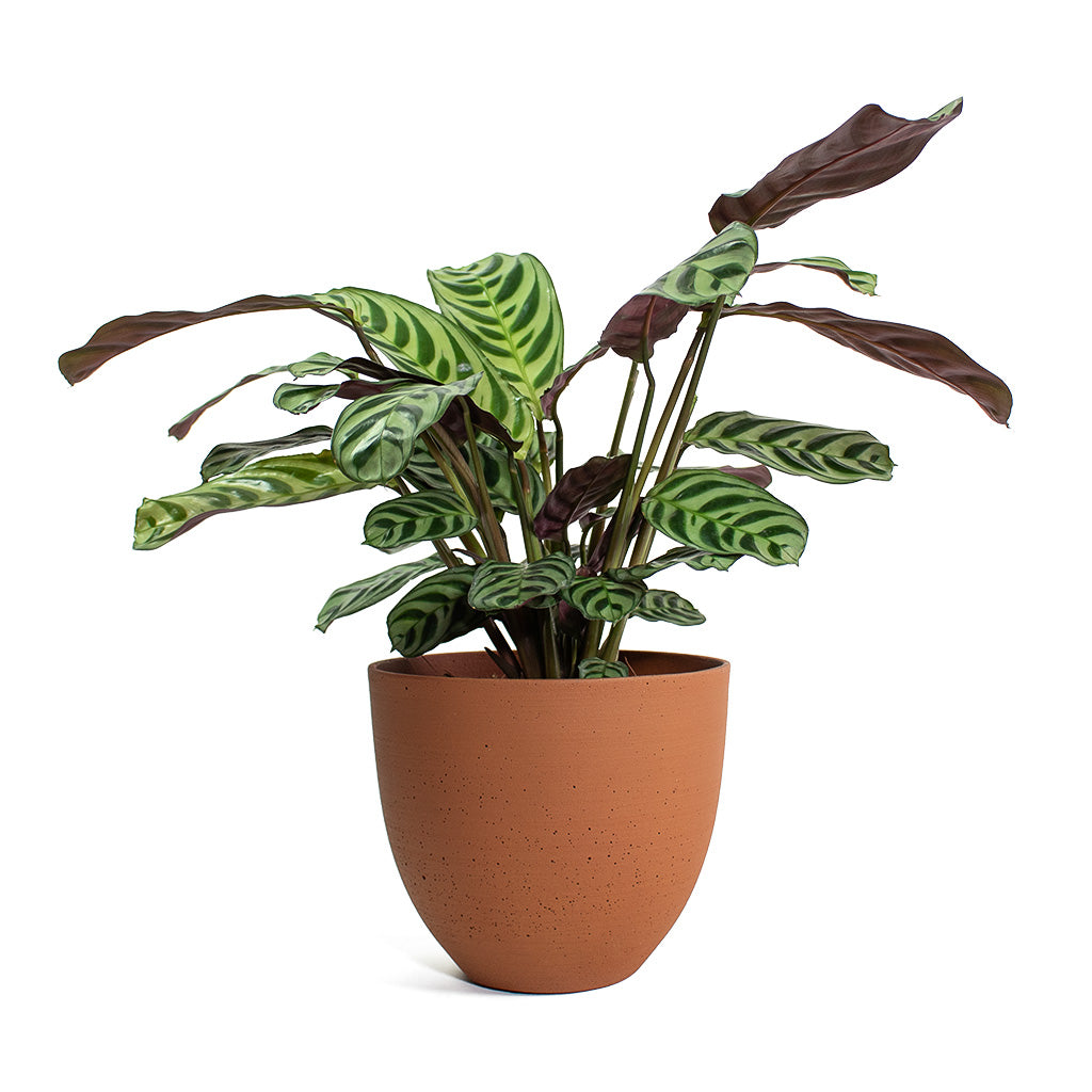 Ctenanthe burle marxii Amabilis Never Never Plant with Coral Refined Planter Canyon Orange