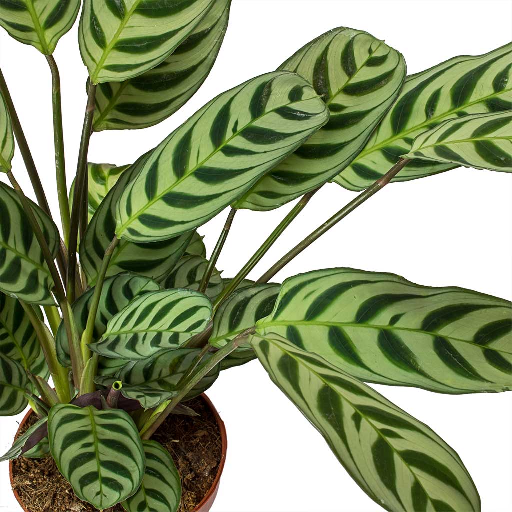 never never prayer plant Ctenanthe burle marxii Amabilis - Never Never Plant | Hortology