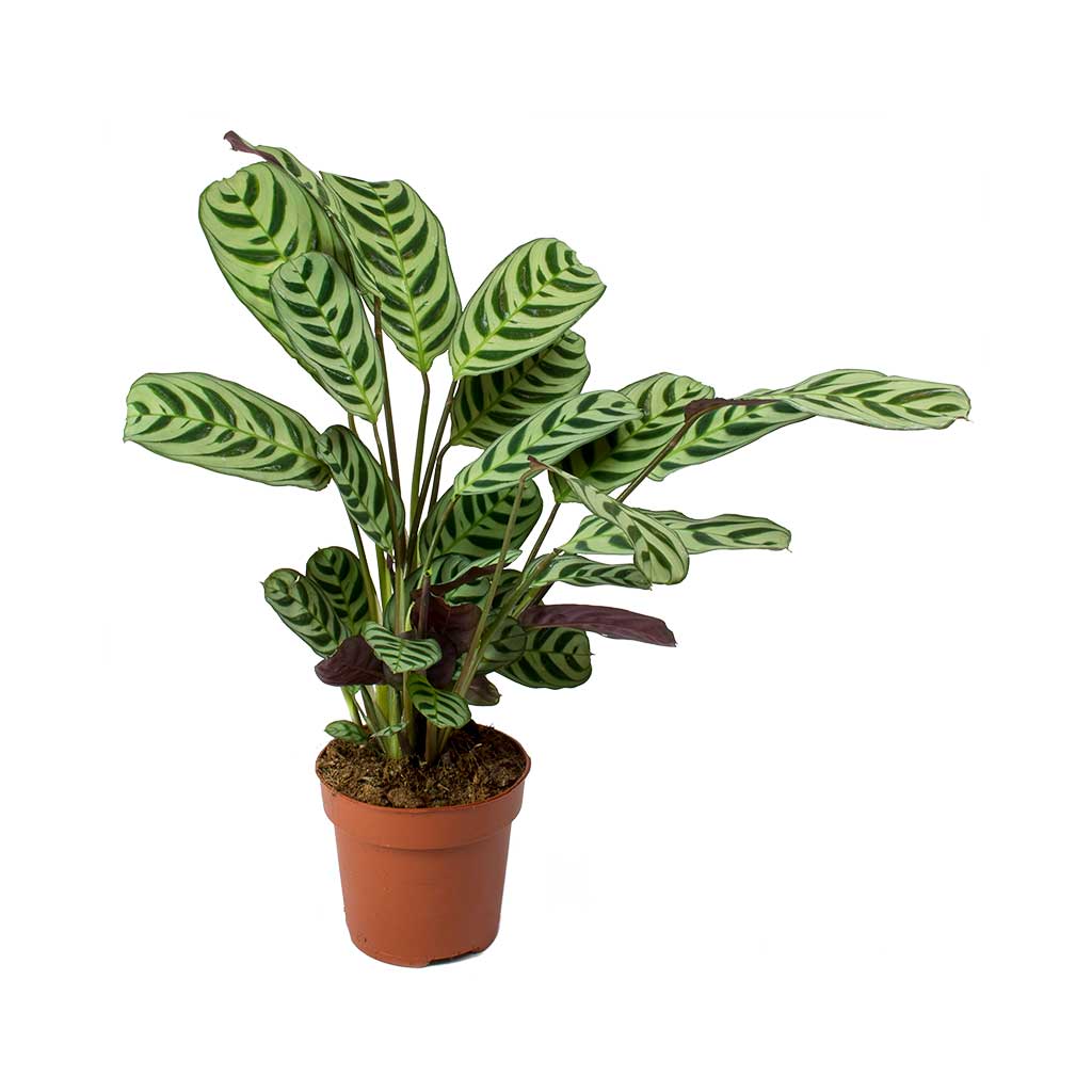 never never prayer plant Ctenanthe burle marxii Amabilis - Never Never Plant | Hortology