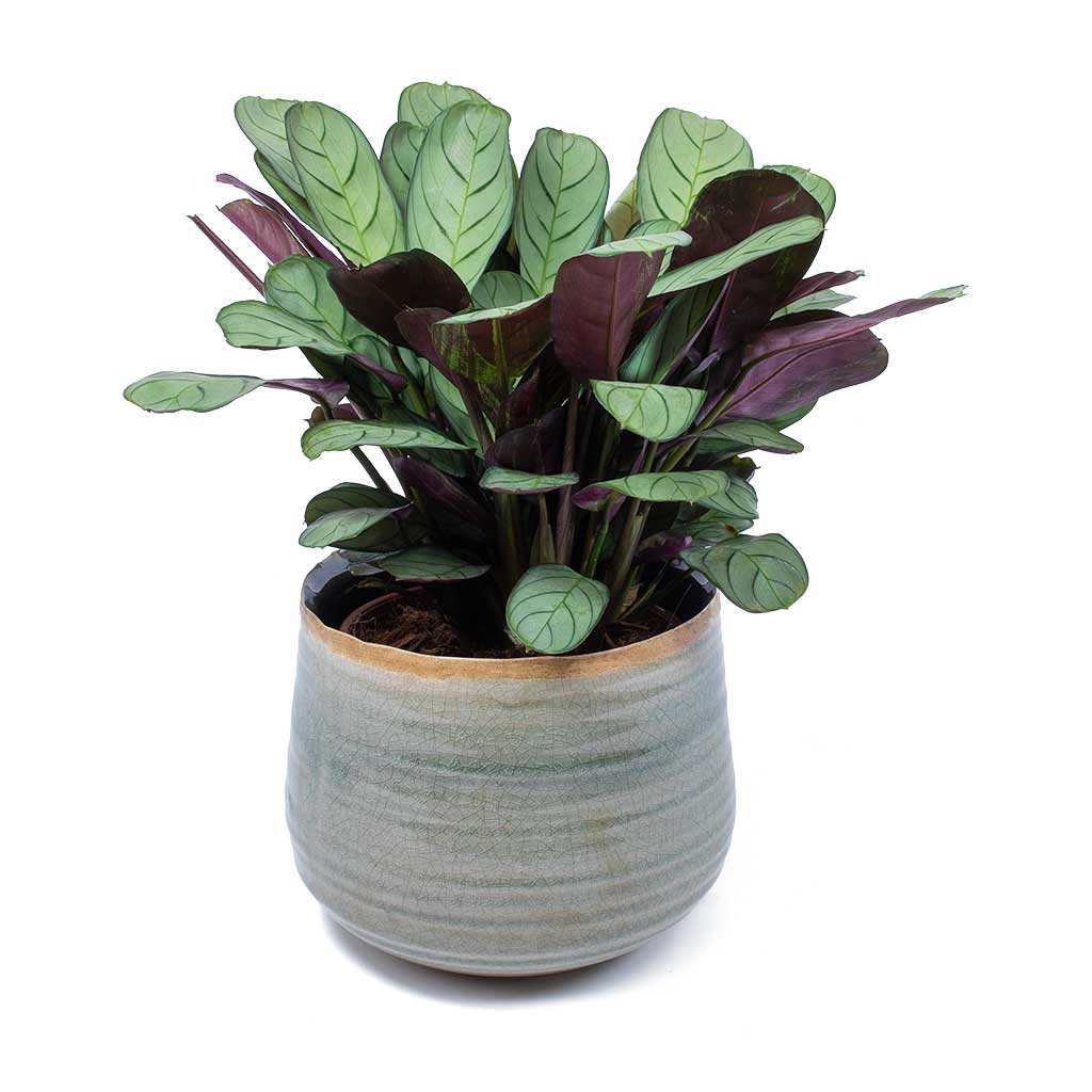 Ctenanthe burle marxii Amagris - Never Never Plant & Iris Plant Pot - Mint