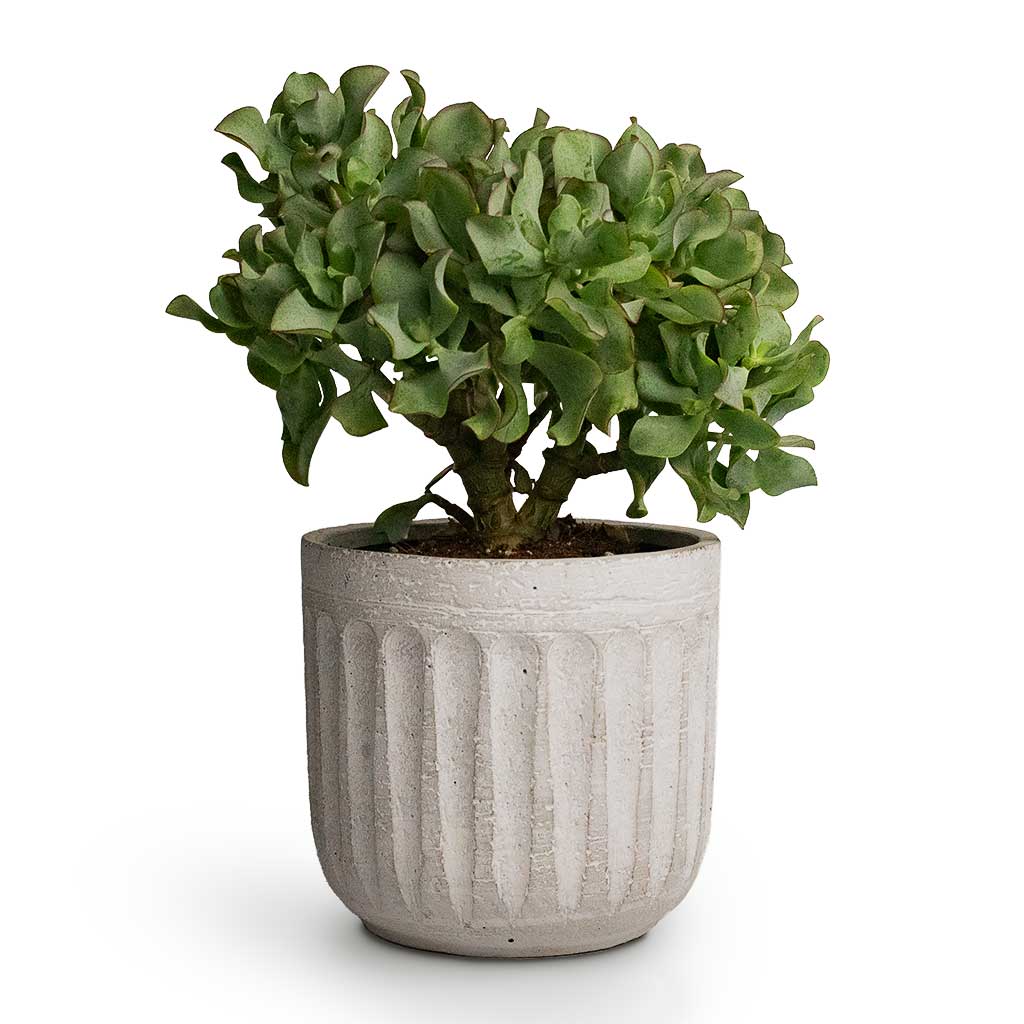 succulent curly leaves Crassula ovata Undulata - Curly Jade Plant - Succulents | Hortology