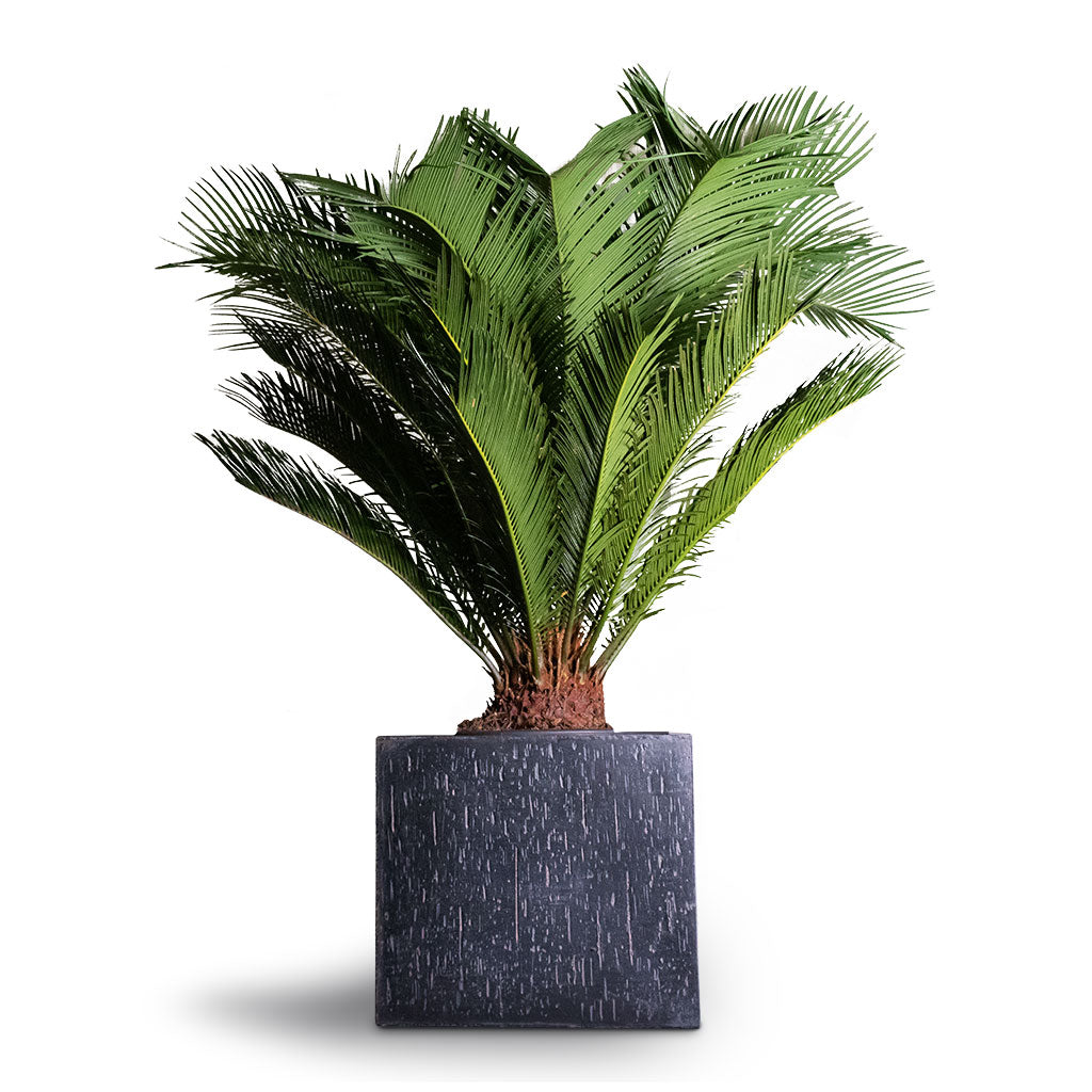Cyas Revoluta - Sago Palm - 27 x 90cm Raindrop Cube Planter - Anthracite - 30 x 30 x 27cm