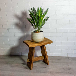 Cycas revoluta Sago Palm & Iris Sand Plant Pot