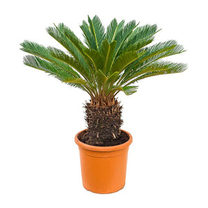 Cycas revoluta - Sago Palm 100cm