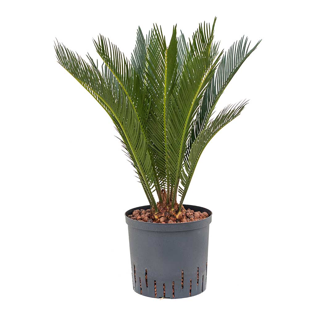 Cycas revoluta Hydroculture Indoor Plant