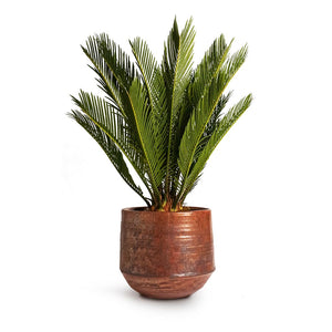 Cycas revoluta Sago Palm Houseplant & Noud Plant Pot Copper