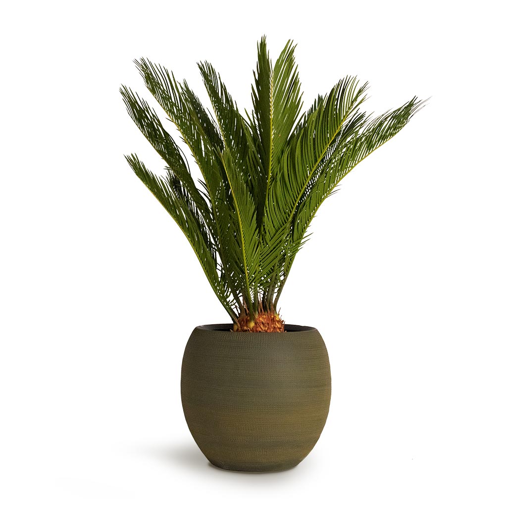 Cycas revoluta - Sago Palm Houseplant 19x65cm and Dex Plant Pot - Forrest - 28x25cm
