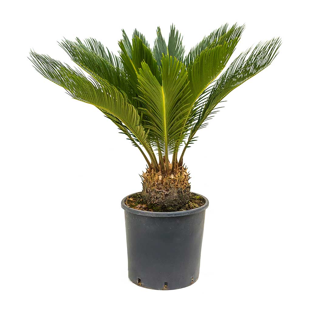 Cycas revoluta - Sago Palm 80cm