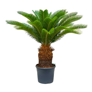 Cycas revoluta - Sago Palm 110cm