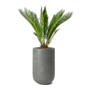 Cycas revoluta - Sago Palm & Cody Plant Vase