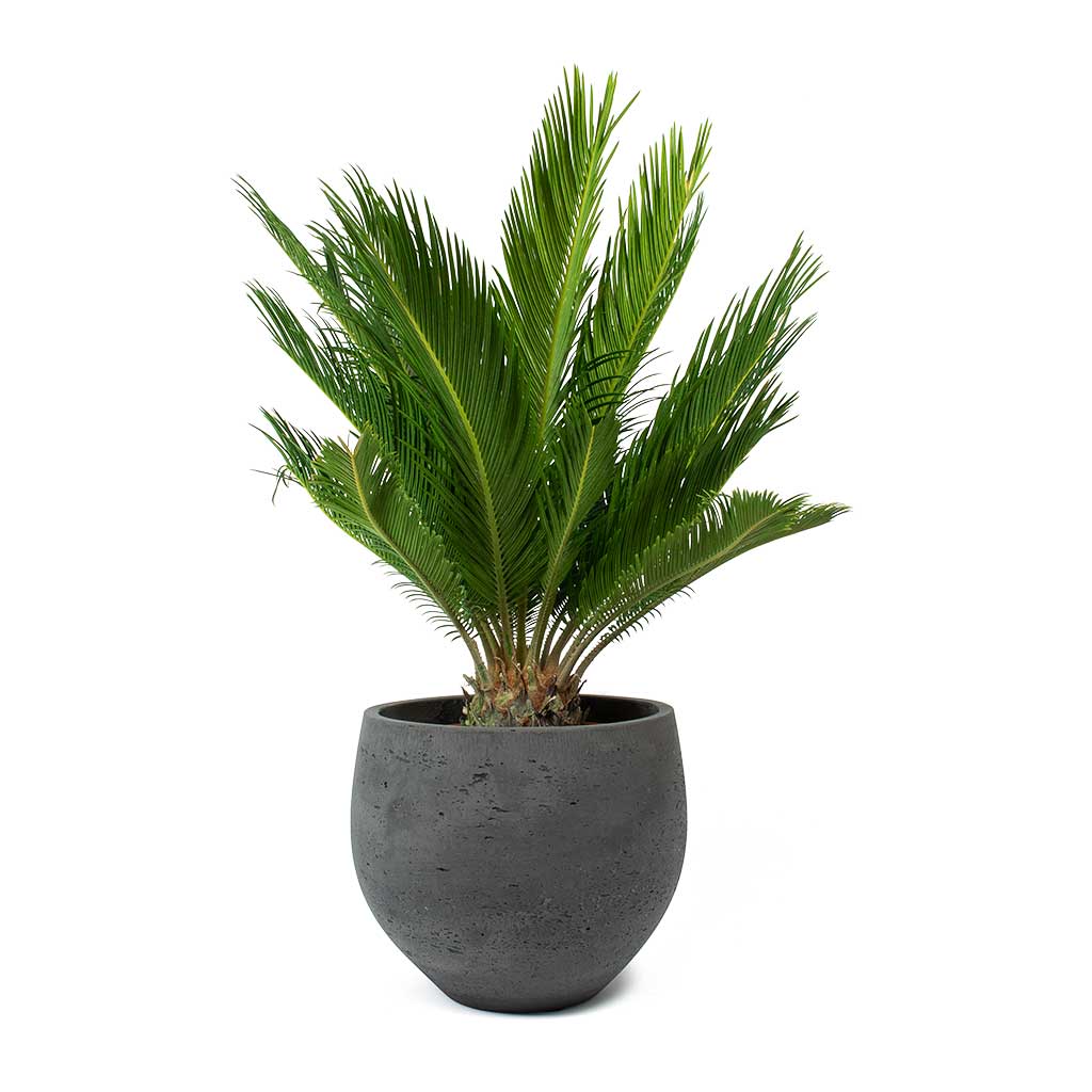 Mini Orb Kevan Plant Pot - Black Washed & Sago Palm