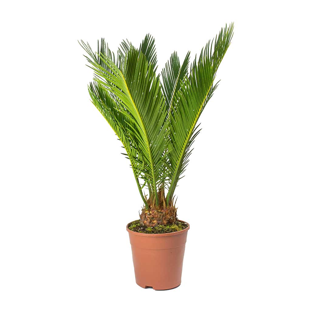 Cycas revoluta - Sago Palm - 45cm