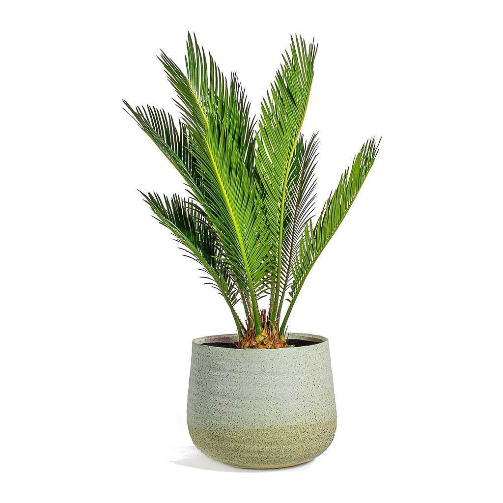 Cycas revoluta Sago Palm & Iris Sand Plant Pot