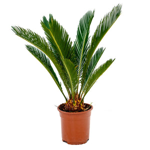 Cycas revoluta - Sago Palm - 65cm
