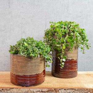 Didi Plant Pot Matt Brown with Houseplants Lifestyle