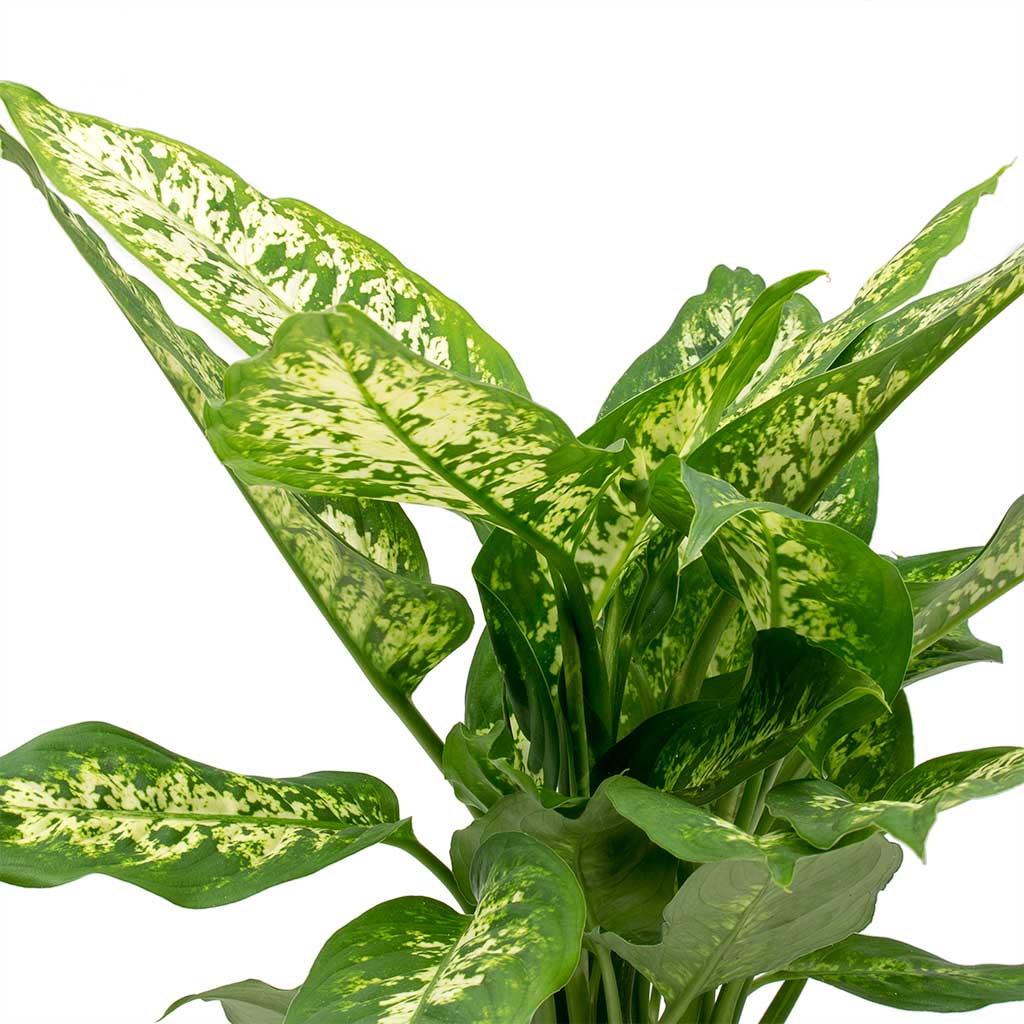 Dieffenbachia Compacta - Dumb Cane Indoor Plant | Hortology - HORTOLOGY