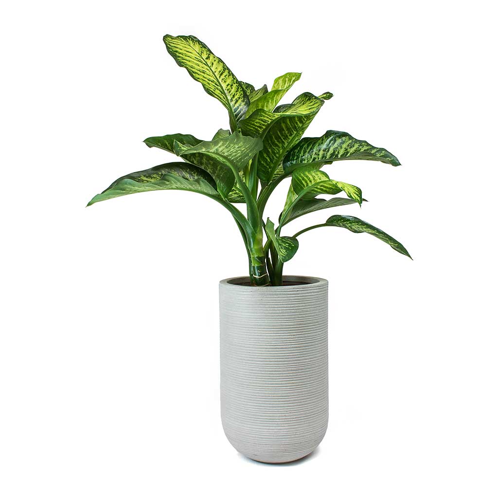 Dieffenbachia Maroba - Dumb Cane & Cody Ridged Cement Planter