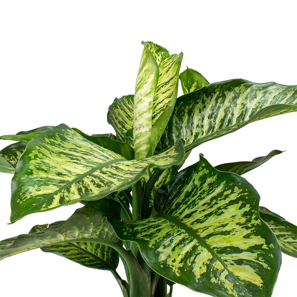 Dieffenbachia Maroba - Dumb Cane Leaves