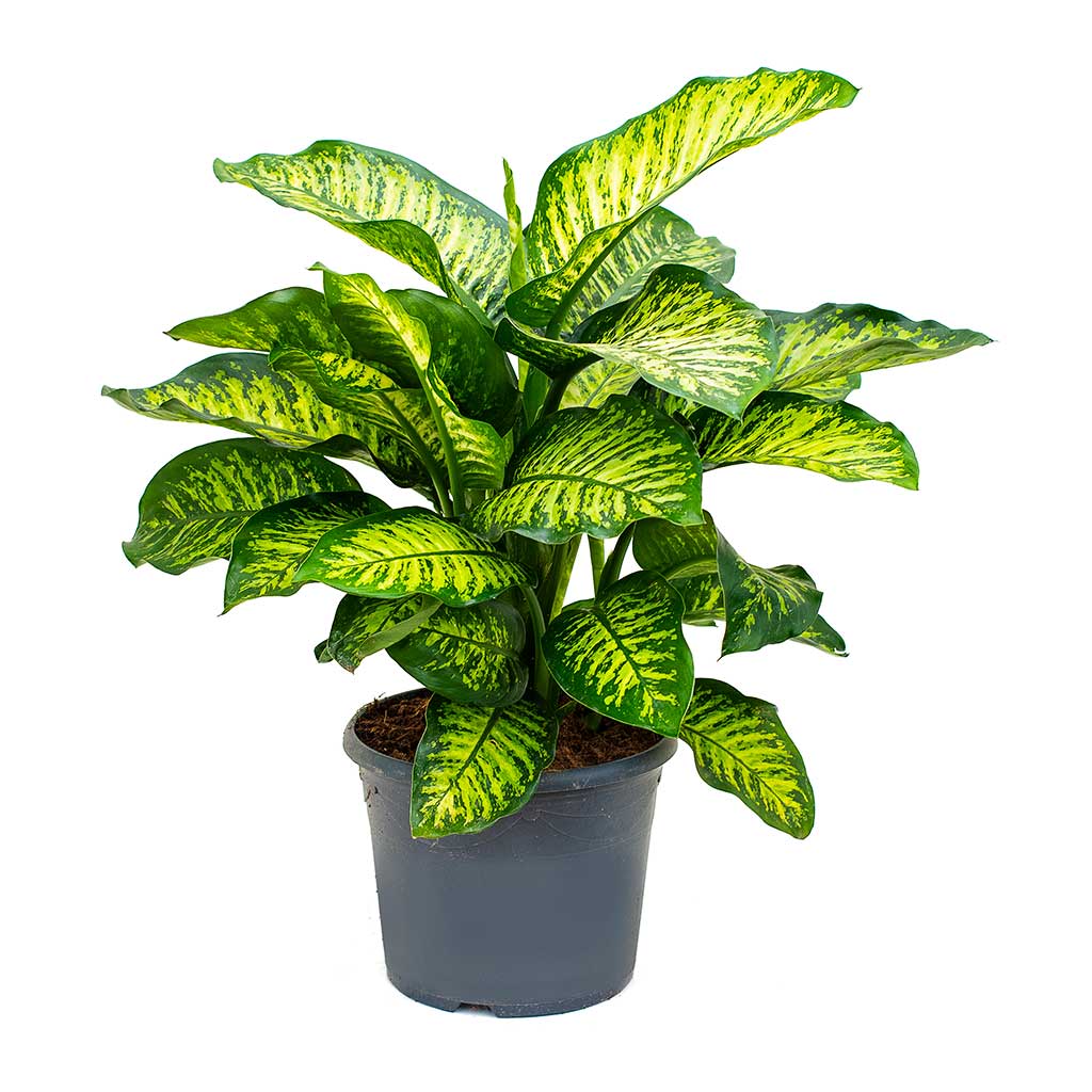 Dieffenbachia Maroba - Dumb Cane - Large