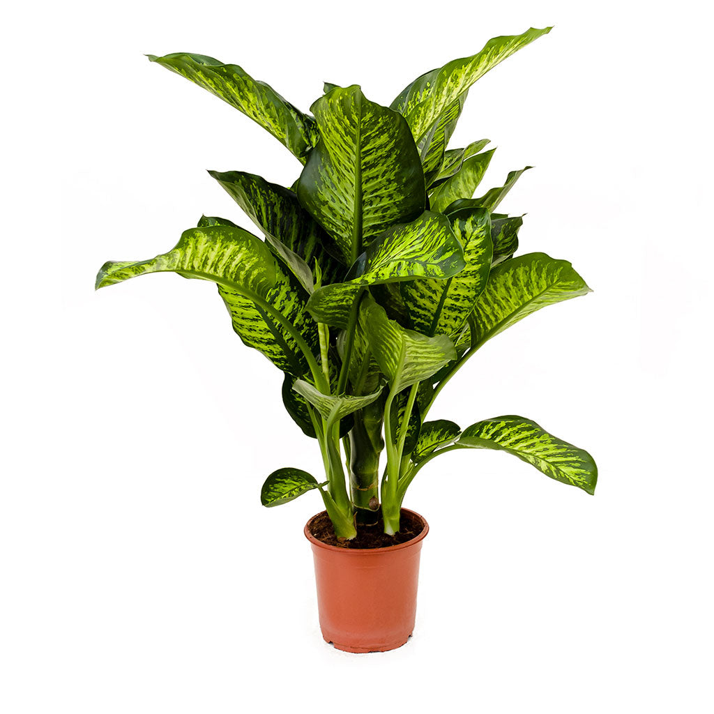 Dieffenbachia Maroba - Dumb Cane - 70cm