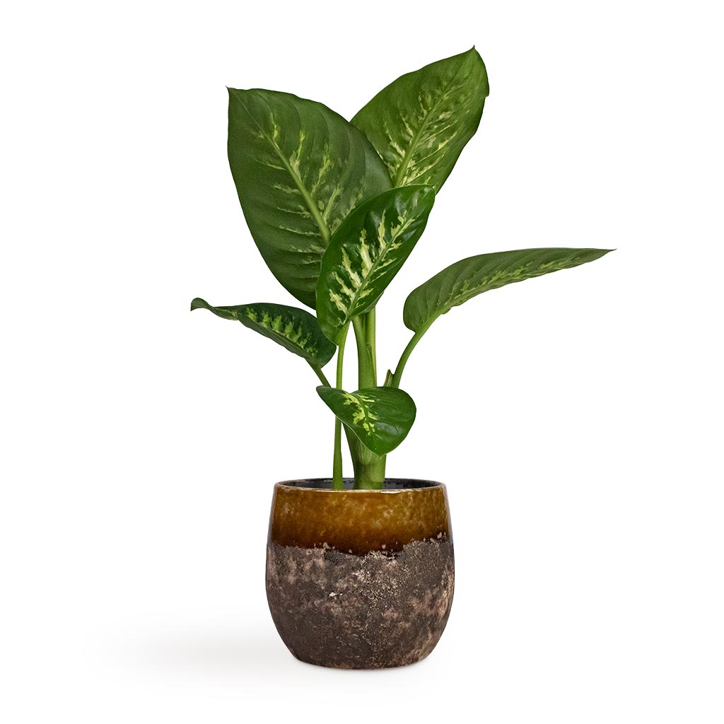 Dieffenbachia seguine Tropic Snow - Dumb Cane Houseplant & Lindy Plant Pot - Ochre