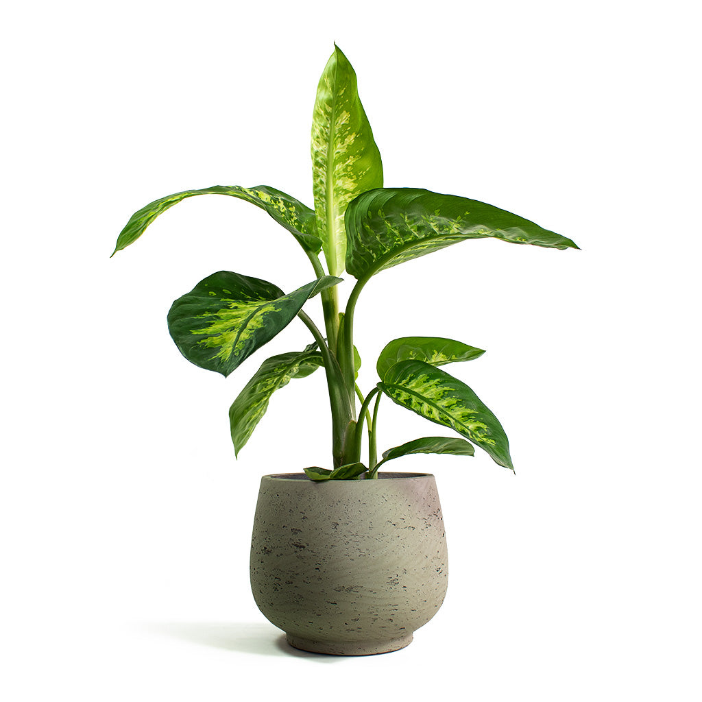 Dieffenbachia seguine Tropic Snow Dumb Cane with Mini Pixie Plant Pot Grey Washed