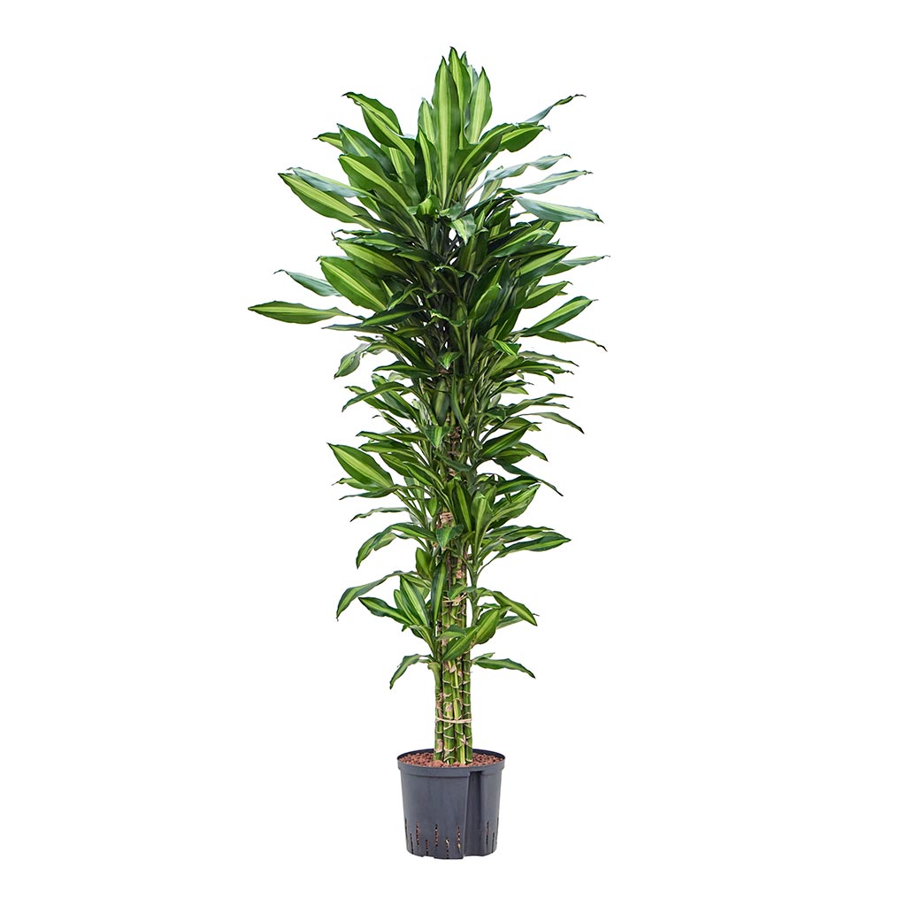 Dracaena Cintho - Branched - Hydroculture - 22/19 x 150cm