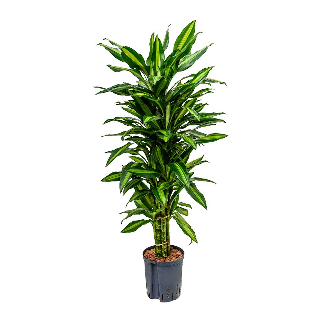 dracaena cintho中文 Dracaena Cintho Branched Hydro Indoor Plants - Easy Care | Hortology
