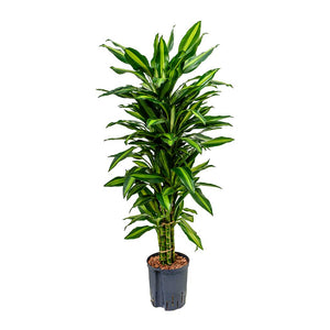 Dracaena Cintho Branched Hydroculture Indoor Plant