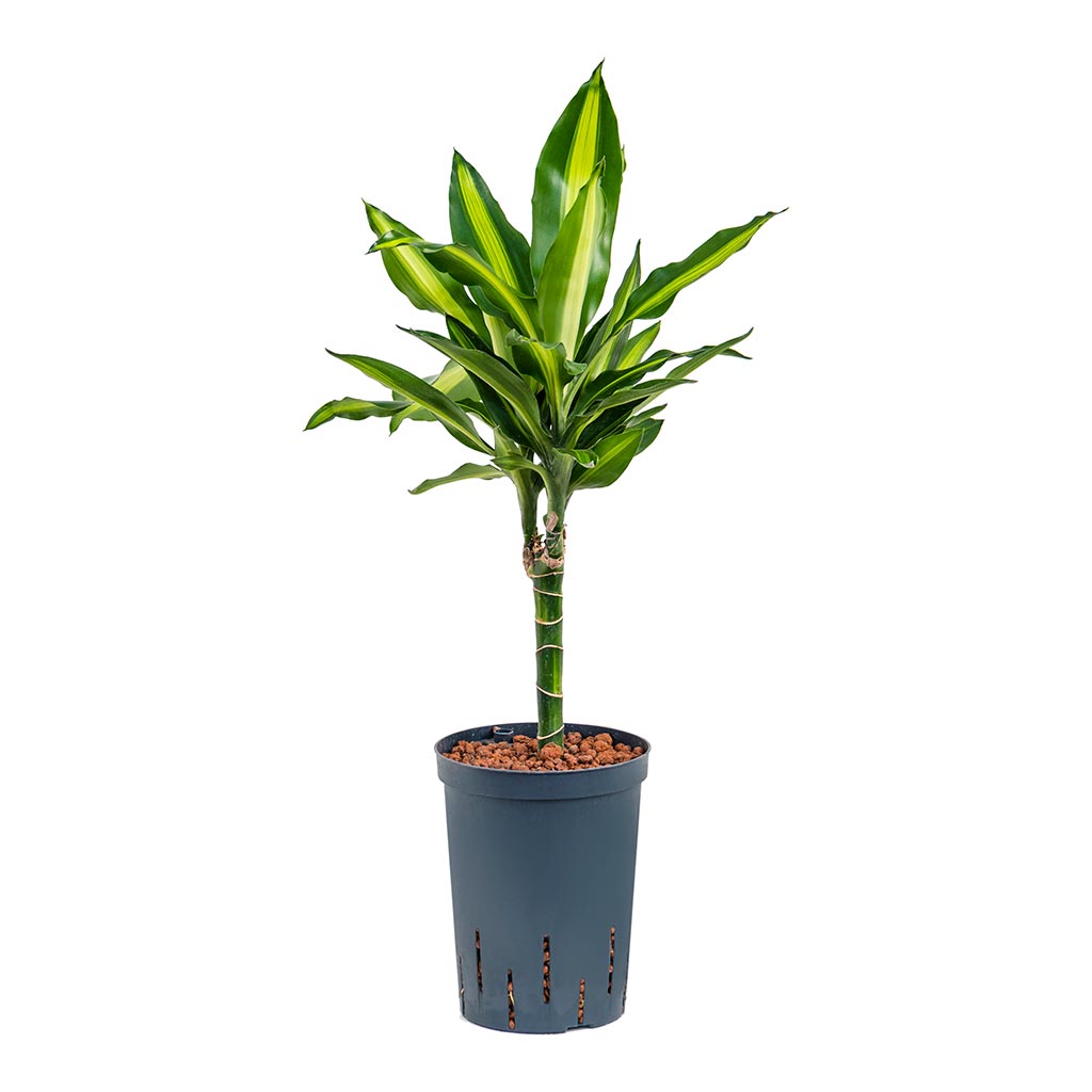 Dracaena Cintho - Multi Stem - Hydroculture - 15/19 x 65cm (1 stem)