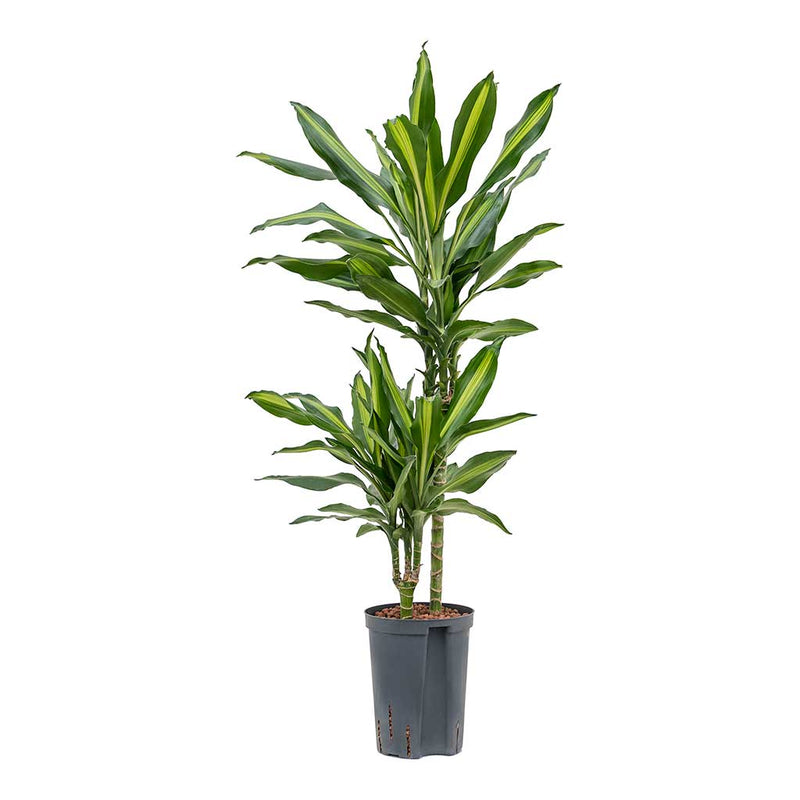 Dracaena Cintho Multi Stem Hydro Indoor Plants - Easy Care| Hortology