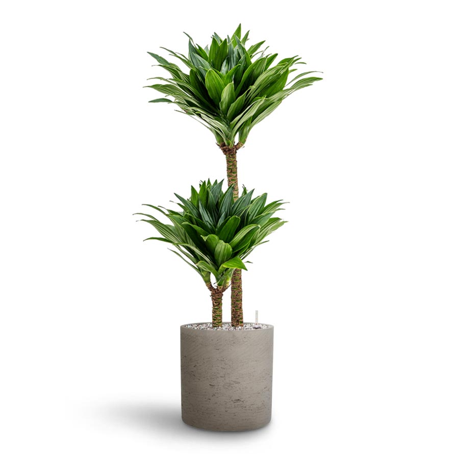 Dracaena Compacta - Multi Stem - Hydroculture Indoor Plant & Puk Rough Planter - Grey Washed