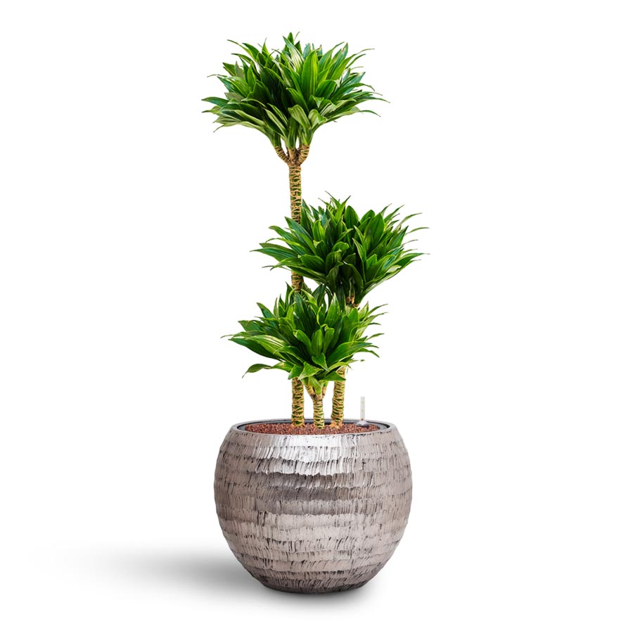 Dracaena Compacta - Multi Stem - Hydroculture Indoor Plant & Opus Hammered Globe Planter - Silver