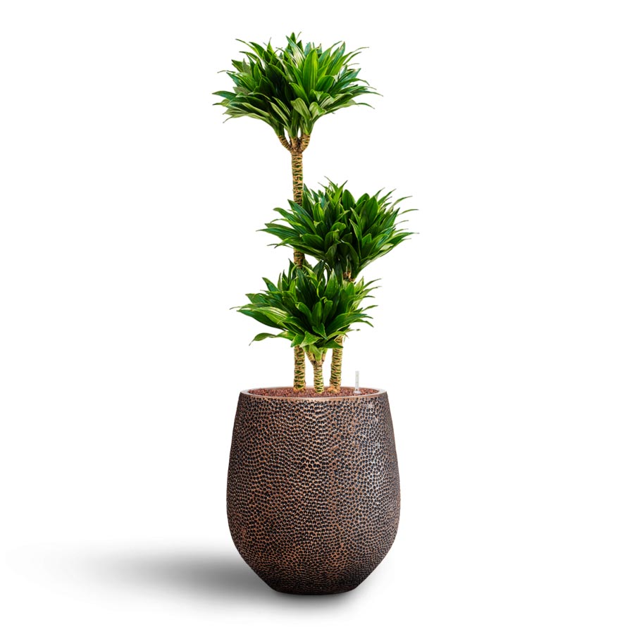 Dracaena Compacta - Multi Stem - Hydroculture Indoor Plant & Opus Hit Darcy Planter - Gold