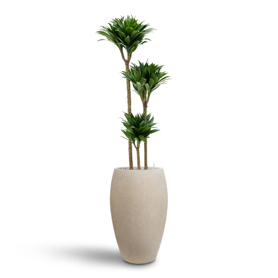 Dracaena Compacta - Multi Stem - Hydroculture Indoor Plant & Raindrop Tall Balloon Planter - Stone