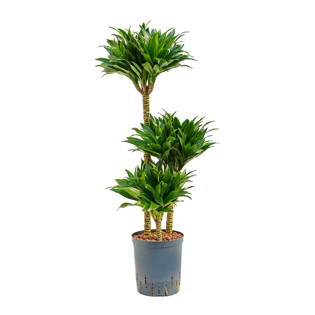 Dracaena Compacta Multi Stem Hydro Indoor Plants - Easy Care ...