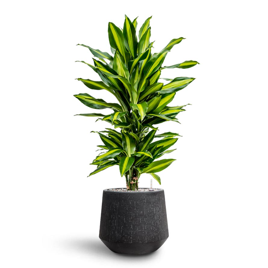 Dracaena Cintho - Branched - Hydroculture & Raindrop Darcy Planter - Anthracite