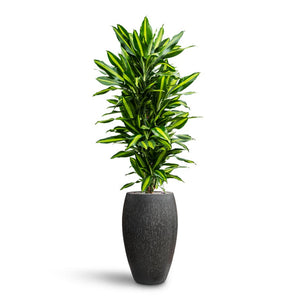 Dracaena Cintho - Branched - Hydroculture & Raindrop Tall Balloon Planter - Anthracite