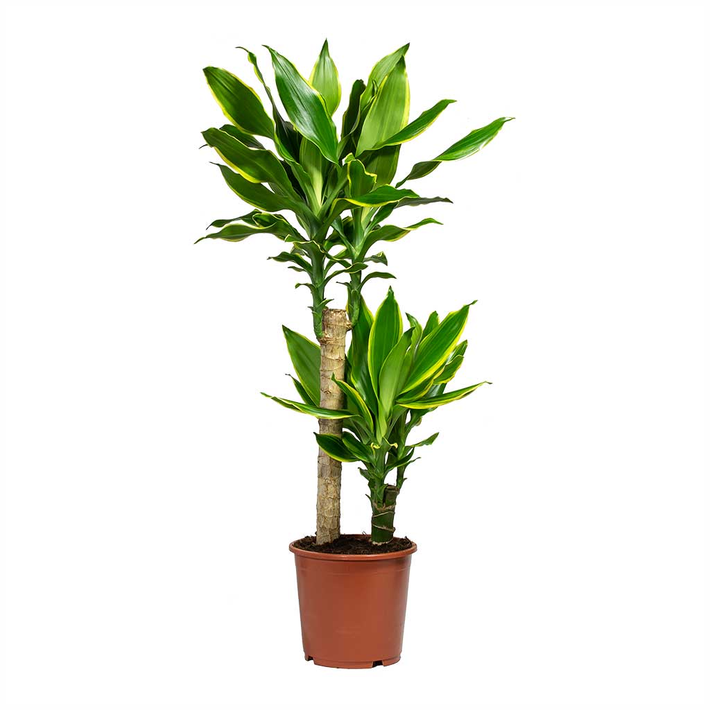 Dracaena fragrans Golden Coast - Multi Stem Indoor Plants | Hortology