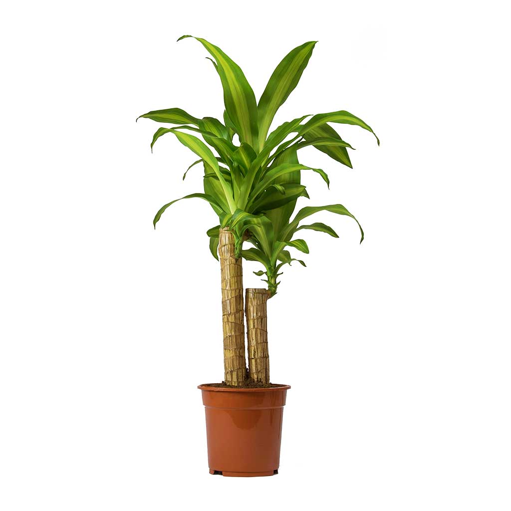 Dracaena fragrans Massangeana - Multi Stem Indoor Plants | Hortology