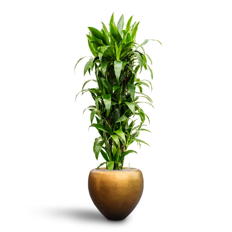 dracaena lisa vs janet craig Dracaena Janet Craig Branched Hydro Plants - Easy Care | Hortology