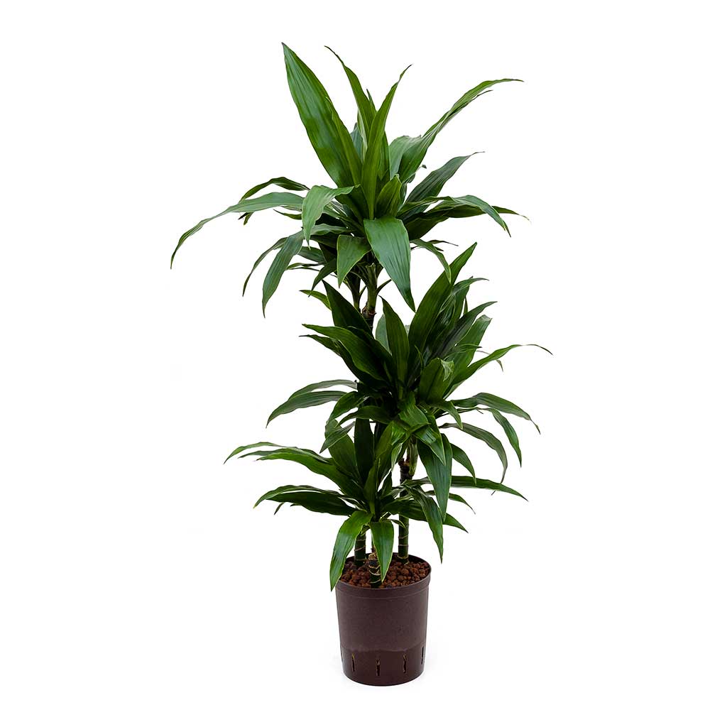 Dracaena Janet Craig Hydroculture Indoor Plant 3 Stems Small