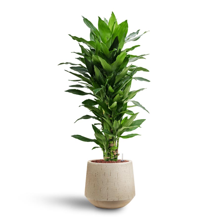 Dracaena Janet Lind - Branched - Hydroculture 18-19 x 85cm & Raindrop Tube Round Planter - Stone 30 x 26cm